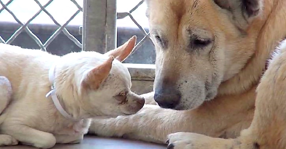 Acompaña a su hermanito y lo consuela después de que su dueño los abandonara para siempre