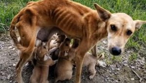 Rescatan a la amorosa perrita desnutrida que luchaba por alimentar a sus 6 cachorritos
