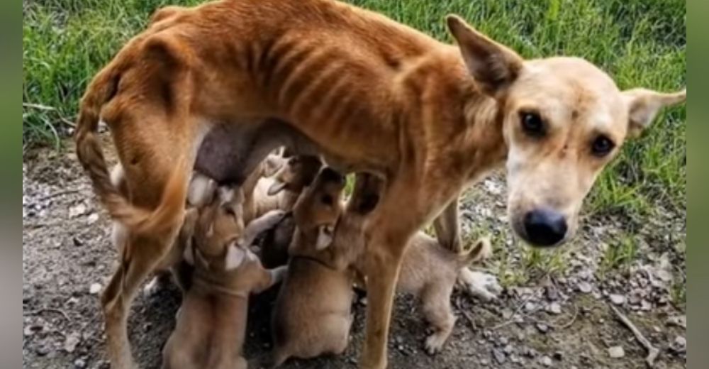 Rescatan a la amorosa perrita desnutrida que luchaba por alimentar a sus 6 cachorritos