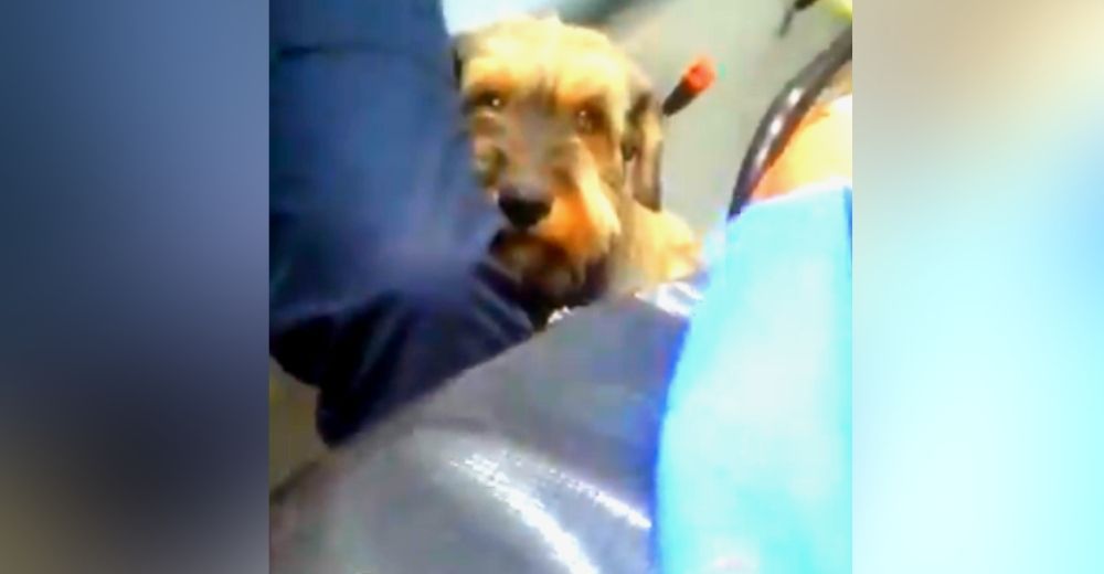 Un perrito corre afligido detrás de la ambulancia en la que trasladaban a su dueño al hospital Un perrito corre afligido detrás de la ambulancia en la que trasladaban a su dueño al hospital