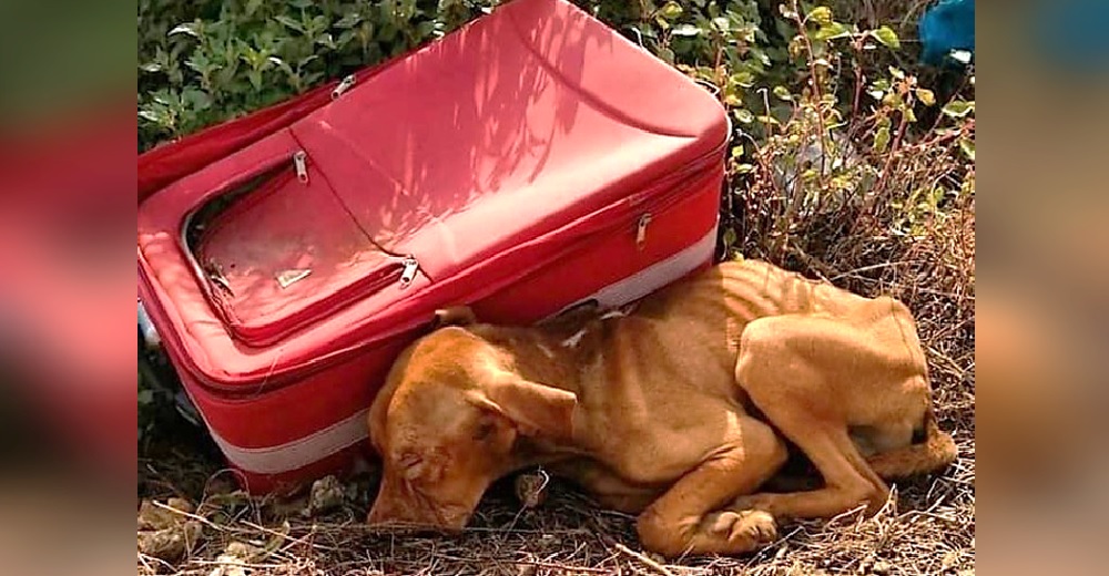 Lanzaron a un perrito en una valija en medio de la nada pero él no ha parado de luchar