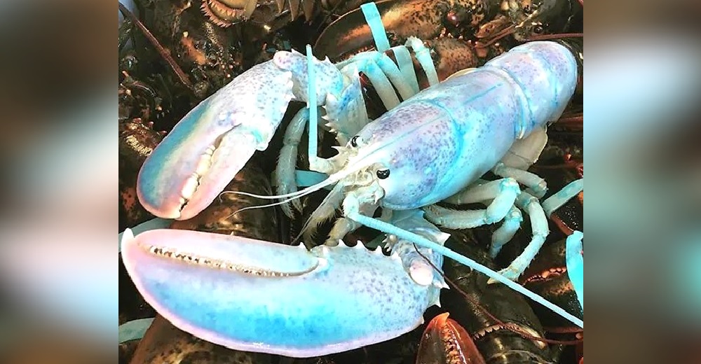 Pescador captura una langosta de «algodón de azúcar” tan rara y hermosa que le perdona la vida