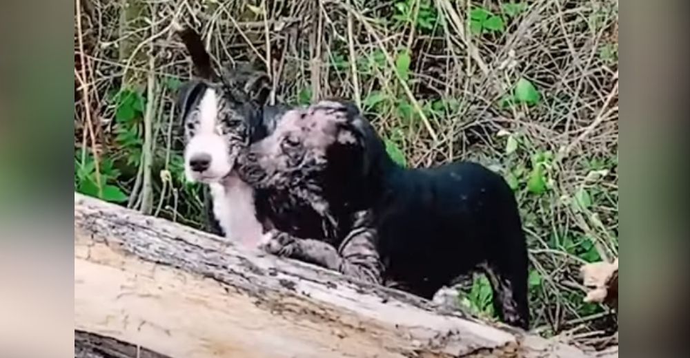 Dos hermanos muy enfermos al borde de una carretera tuvieron que sufrir la indolencia de muchos