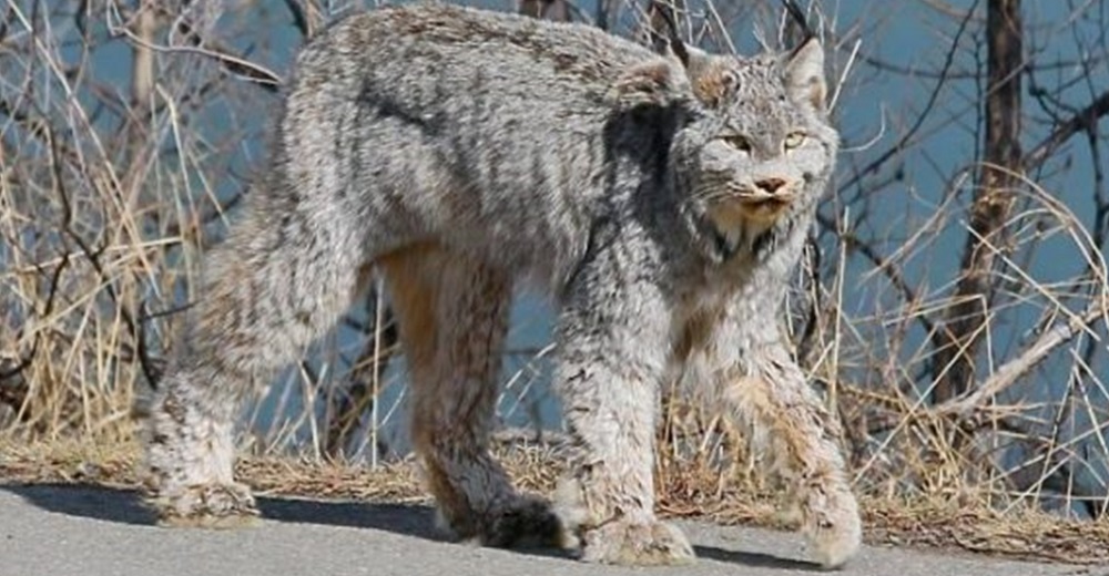 Capta a una imponente reina felina salvaje pavoneándose como una modelo frente a su casa