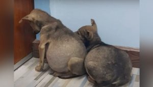 Cachorros enfermos con sus barriguitas muy hinchadas son encontrados cuidándose el uno al otro