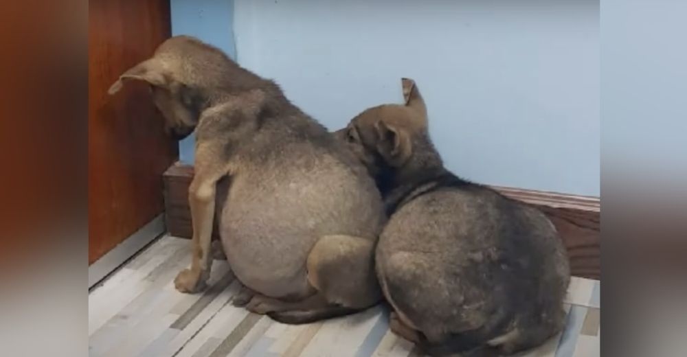 Cachorros enfermos con sus barriguitas muy hinchadas son encontrados cuidándose el uno al otro