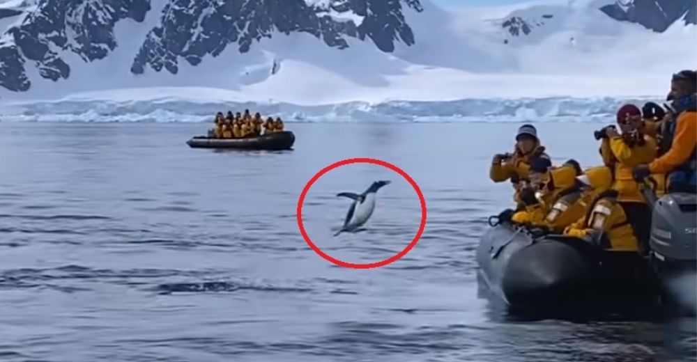 Un pingüino lucha desesperadamente por saltar una y otra vez a un bote de turistas