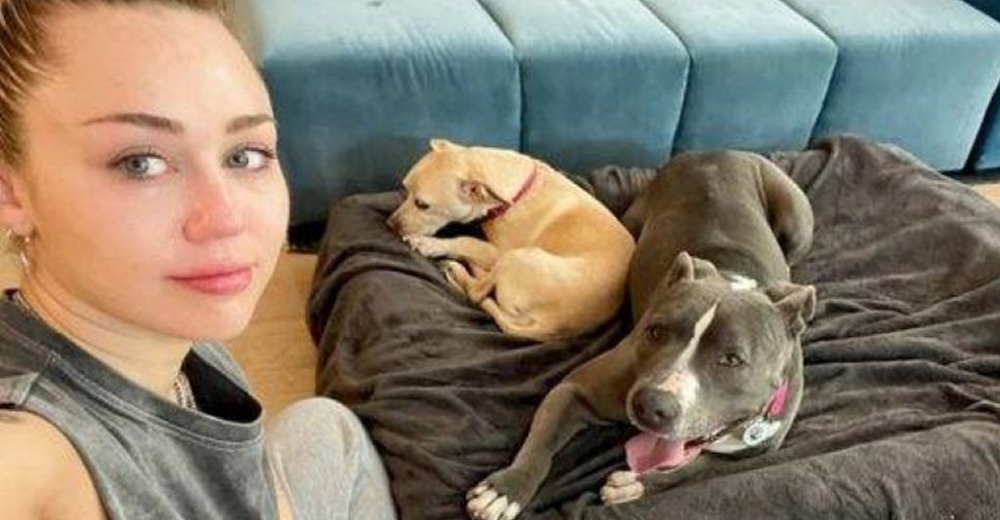 Miley Cyrus llora de la felicidad al adoptar a otra pitbull tras sufrir la muerte de su perrita