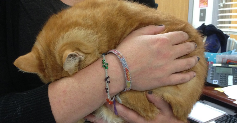 Gatita rescatada en una mochila deja de comer y hunde su cabecita en el brazo de una voluntaria Gatita rescatada en una mochila deja de comer y hunde su cabecita en el brazo de una voluntaria