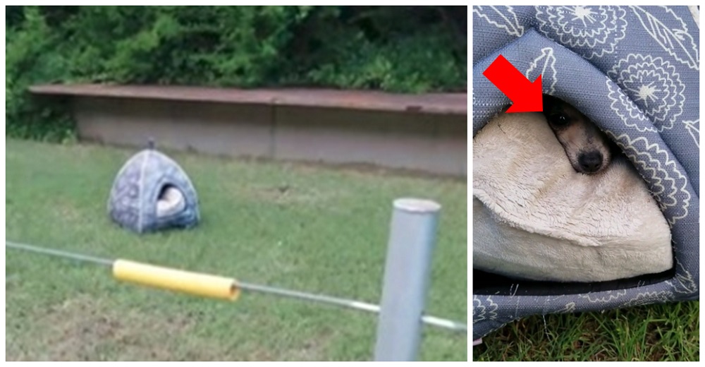 Queda destrozada con la camita para perros que halló tirada con una naricita asomándose Queda destrozada con la camita para perros que halló tirada con una naricita asomándose
