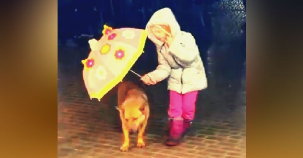 «Hace frío, no te mojes»– Una niña intenta proteger a un perrito de la lluvia con su paraguas «Hace frío, no te mojes»– Una niña intenta proteger a un perrito de la lluvia con su paraguas