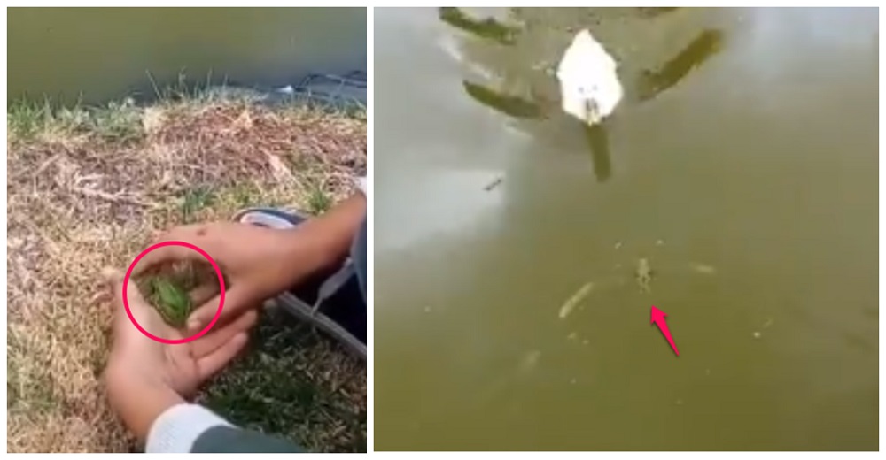 Niño queda con el corazón destrozado después de su esfuerzo por liberar a una ranita en el lago Niño queda con el corazón destrozado después de su esfuerzo por liberar a una ranita en el lago