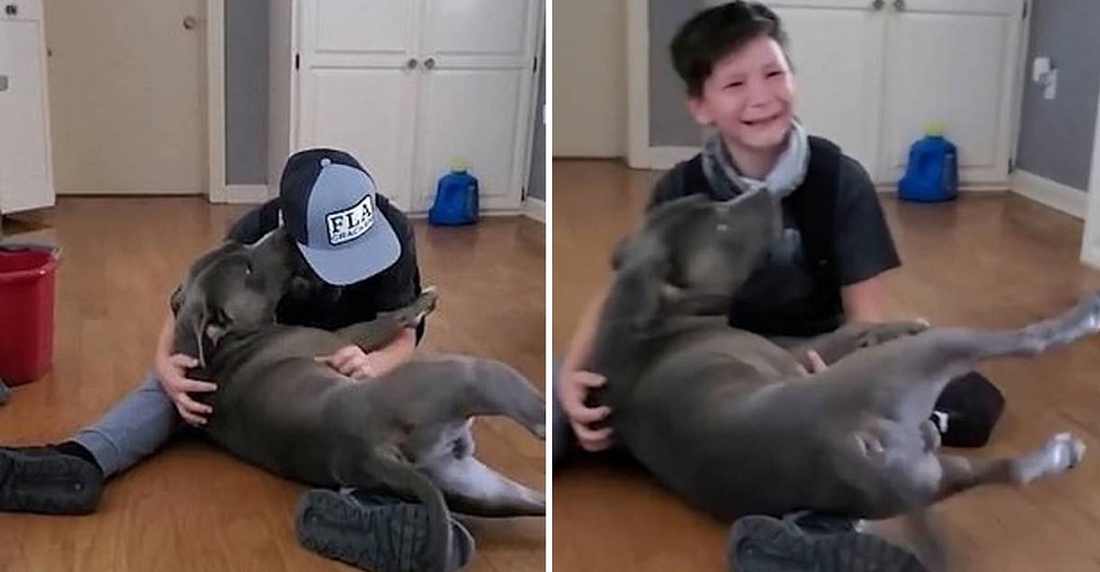 Niño no puede dejar de llorar al abrazar de nuevo a su perrito desaparecido hace mucho tiempo