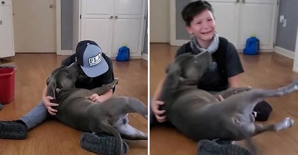 Niño no puede dejar de llorar al abrazar de nuevo a su perrito desaparecido hace mucho tiempo Niño no puede dejar de llorar al abrazar de nuevo a su perrito desaparecido hace mucho tiempo