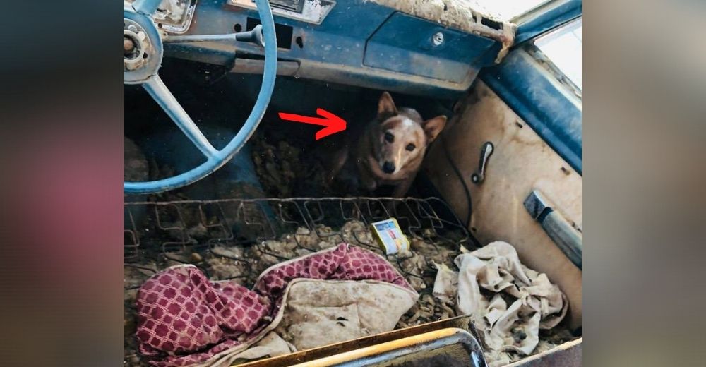 19 perros debieron pasar cinco años encadenados en un coche hasta que su dueño pidió ayuda