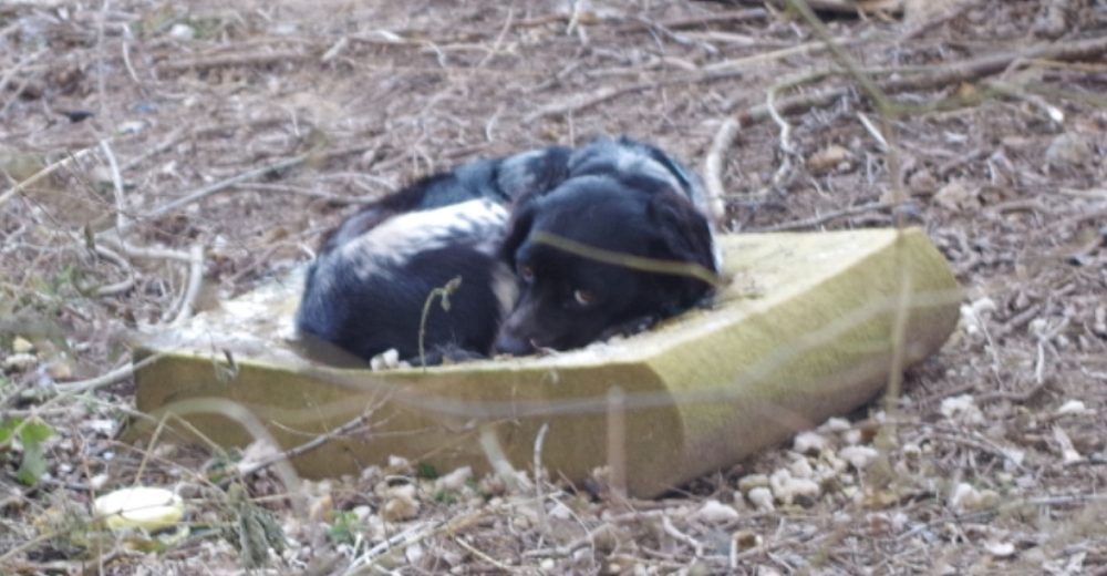 Un perrito luchaba por acurrucarse solito en el gélido frío en medio de sus propias heces