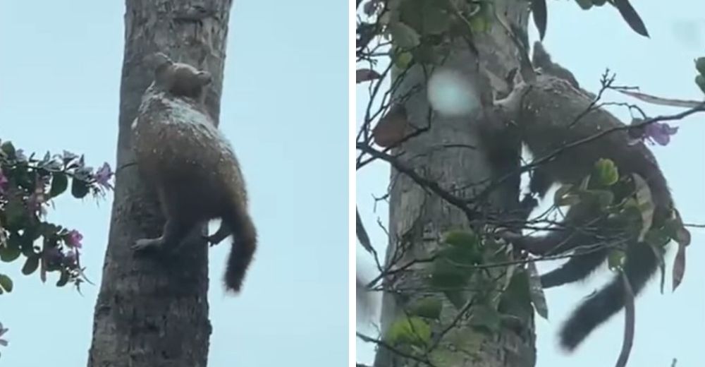 Difunden el video del pobre gato que luchó por buscar cobijo en las ramas, pero quedó congelado Difunden el video del pobre gato que luchó por buscar cobijo en las ramas, pero quedó congelado