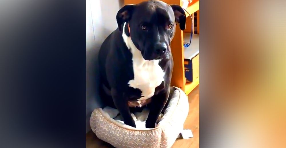 Un «peligroso» pitbull reacciona cuando el gatito intenta robarle su cama Un «peligroso» pitbull reacciona cuando el gatito intenta robarle su cama