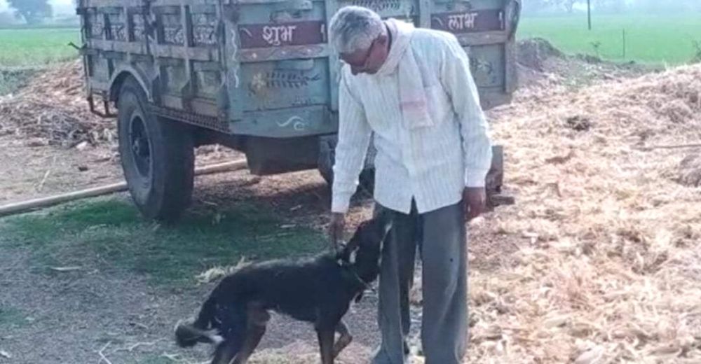 Critican al hombre que heredó sus bienes a su fiel perrito para darles un merecido a sus hijos Critican al hombre que heredó sus bienes a su fiel perrito para darles un merecido a sus hijos