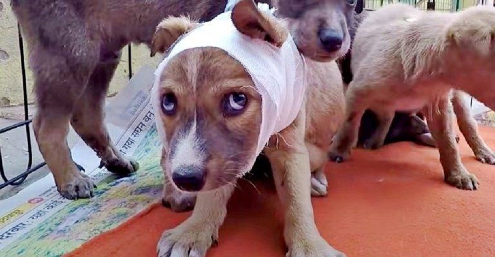 Rescatan a una cachorrita atacada por un animal salvaje sin esperanzas de que sobreviviera