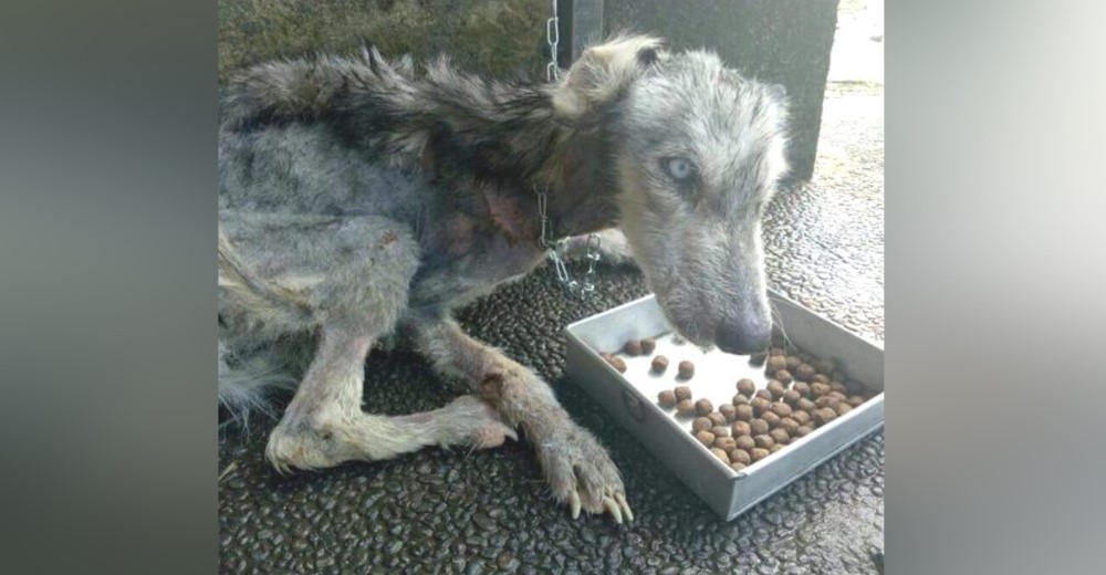 Perrita hambrienta y muy débil suplica con una mirada que la ayuden a sobrevivir