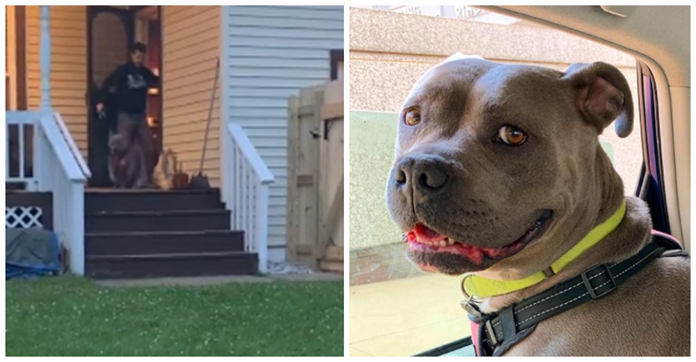Pitbull con un triste pasado no sabe que al cruzar la puerta podrá correr libre por primera vez Pitbull con un triste pasado no sabe que al cruzar la puerta podrá correr libre por primera vez