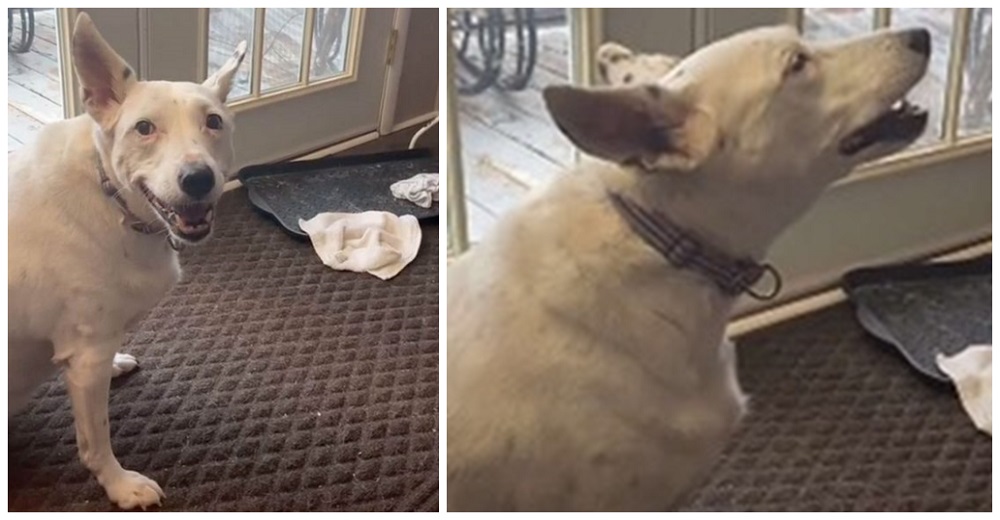 Perrita sorda que jamás ha escuchado un ladrido inventa su propia forma para ser escuchada Perrita sorda que jamás ha escuchado un ladrido inventa su propia forma para ser escuchada