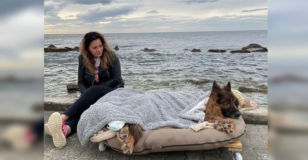 Un perrito anciano, paralítico y abandonado, conoce el mar y el amor verdadero antes de morir