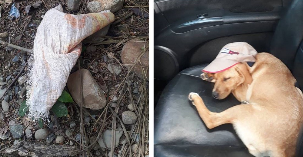 Ve un saco amarrado que se movía al borde la carretera y descubre a una indefensa perrita Ve un saco amarrado que se movía al borde la carretera y descubre a una indefensa perrita