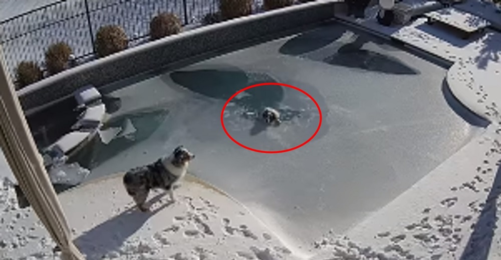 Graban a un perro desesperado por su amigo que lucha por su vida en una piscina congelada