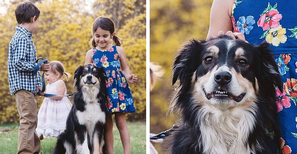 Perrito le demuestra a su mamá que es el hijo mejor portado en la foto familiar y se hace viral