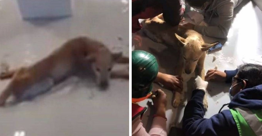 Luchan por salvar al perrito que quedó toda la noche pegado en la resina de una construcción