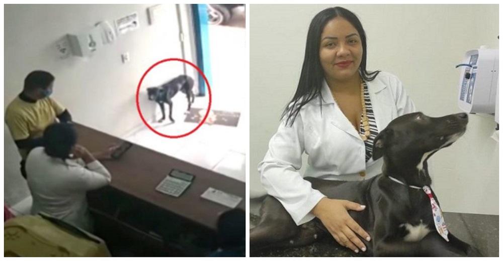 El dolor del perrito callejero que suplicó ayuda en una veterinaria va más allá de lo esperado El dolor del perrito callejero que suplicó ayuda en una veterinaria va más allá de lo esperado