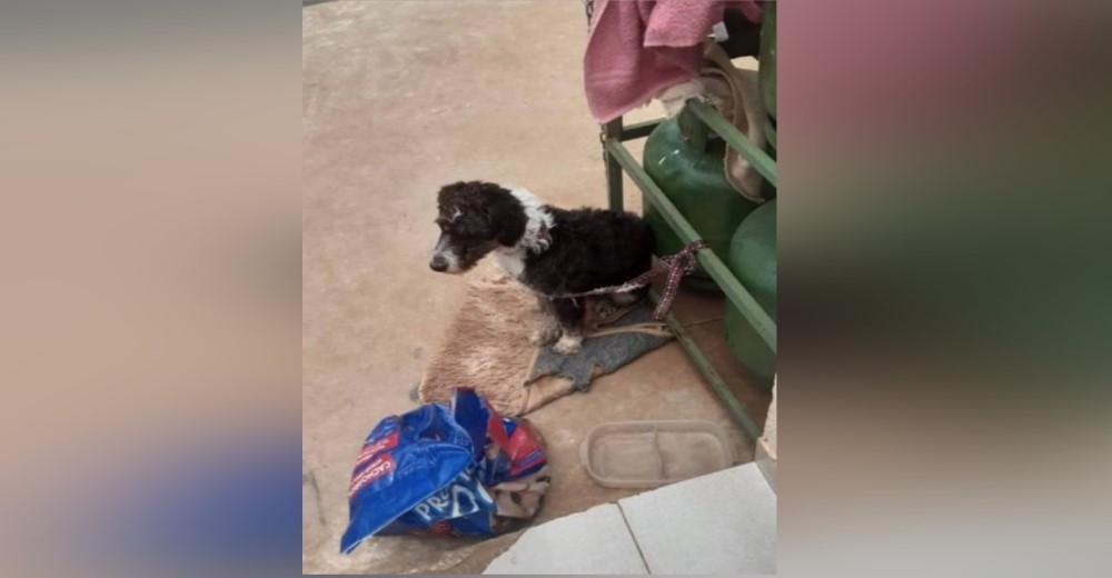 Un triste perro espera por su dueño atado en una gasolinera sin saber que jamás volverá