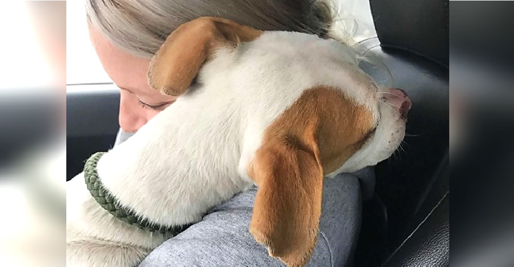 El perrito que yacía en un garaje desnutrido y atemorizado no deja de abrazar al que lo salvó El perrito que yacía en un garaje desnutrido y atemorizado no deja de abrazar al que lo salvó
