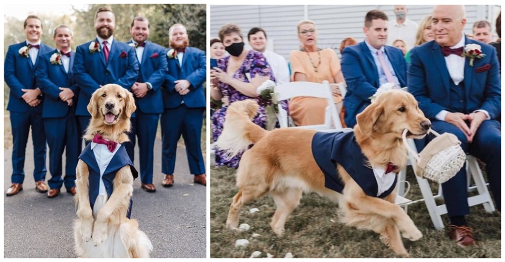Perrito adoptado ensaya por días llevando los aros para no defraudar a su mamá el día de su boda