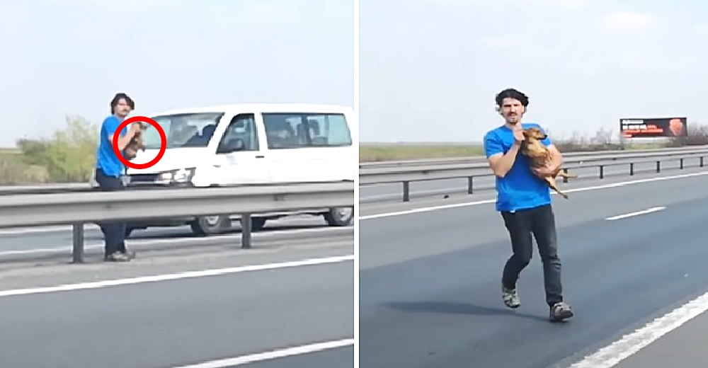 Un veterinario arriesga su vida para salvar a la perrita que yacía aterrada en la autopista Un veterinario arriesga su vida para salvar a la perrita que yacía aterrada en la autopista