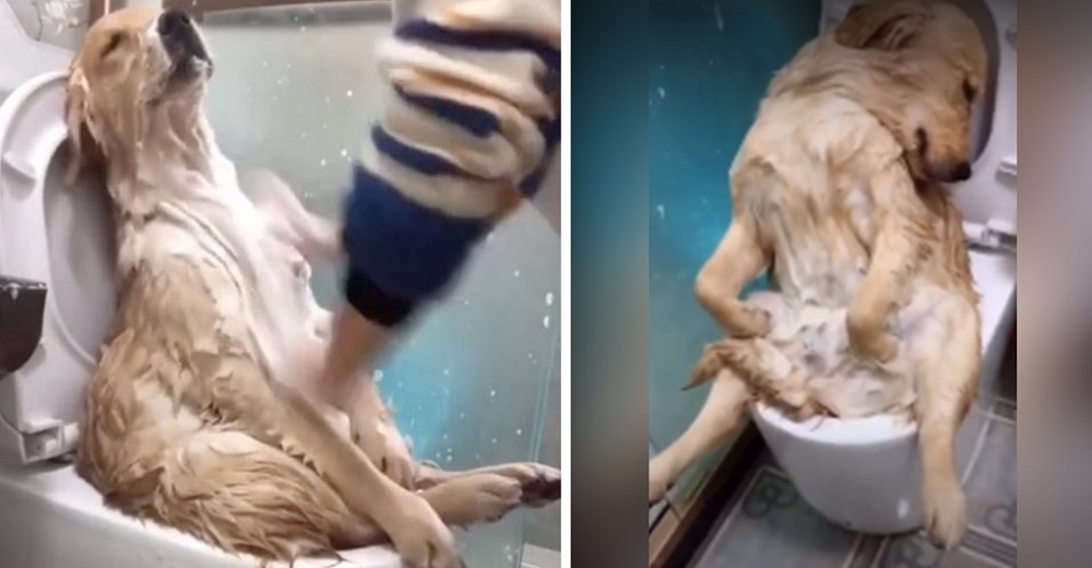 El perrito bañado por su dueña en una postura extraña la convierte en blanco de comentarios El perrito bañado por su dueña en una postura extraña la convierte en blanco de comentarios