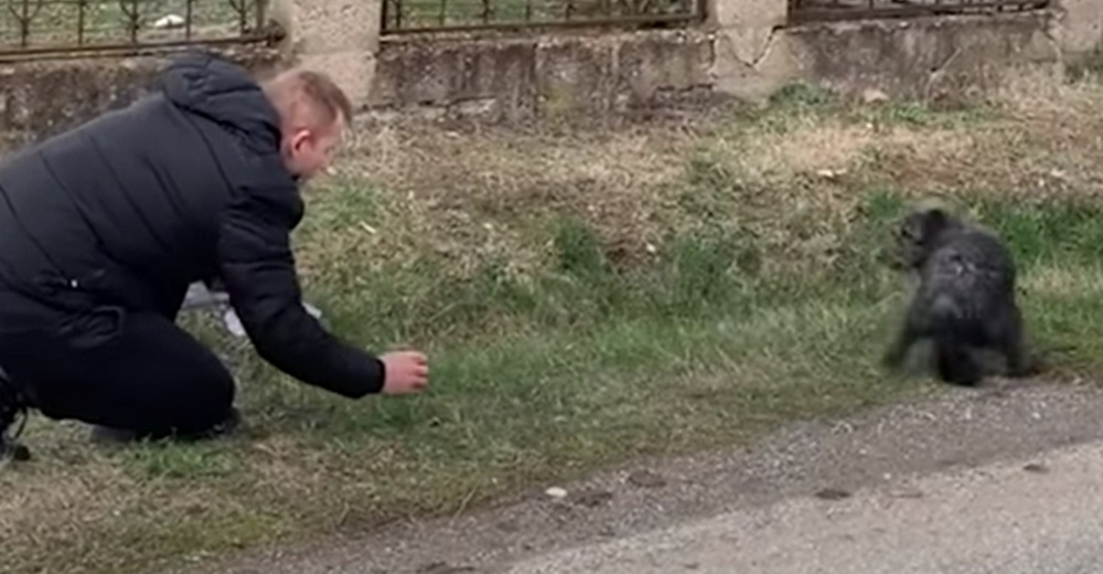 Perrito aterrado al borde del camino termina perdidamente enamorado del hombre que lo salvó Perrito aterrado al borde del camino termina perdidamente enamorado del hombre que lo salvó
