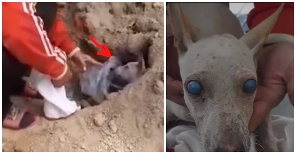 Al saberse ciego y sentirse inútil, un perrito cavó un agujero en la tierra y se tiró a morir