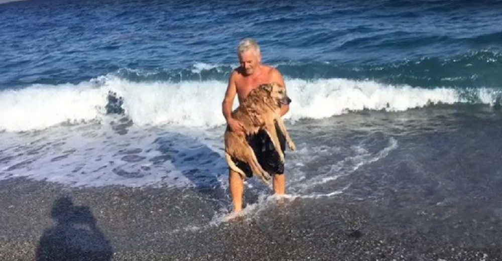 Rescata a un perrito anciano e inmóvil y complace su último deseo llevándolo al mar