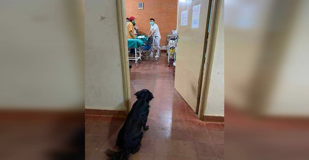 Médico se acerca al perrito que no se movió vigilando desde el pasillo a su paciente anciano Médico se acerca al perrito que no se movió vigilando desde el pasillo a su paciente anciano