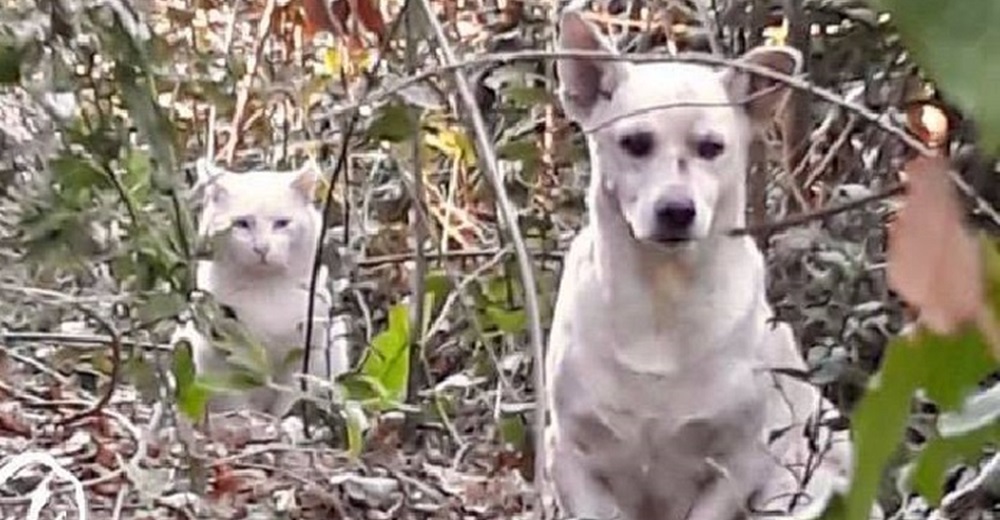 Encuentran a un perrito y su gato inseparable heridos en un parque, tenían un pacto