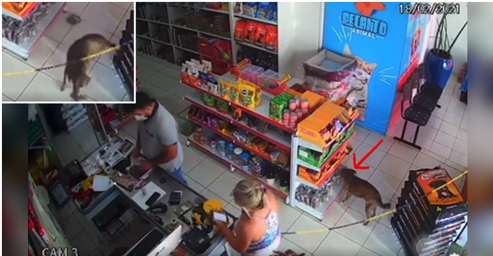 Acusan de ladrón al perro callejero hambriento y anciano que se aprovechó del descuido del dueño Acusan de ladrón al perro callejero hambriento y anciano que se aprovechó del descuido del dueño