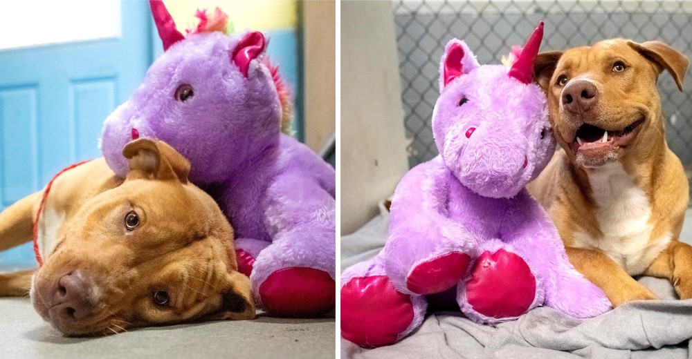 Un perrito que se escabullía en una tienda para robar un unicornio de peluche consigue un hogar