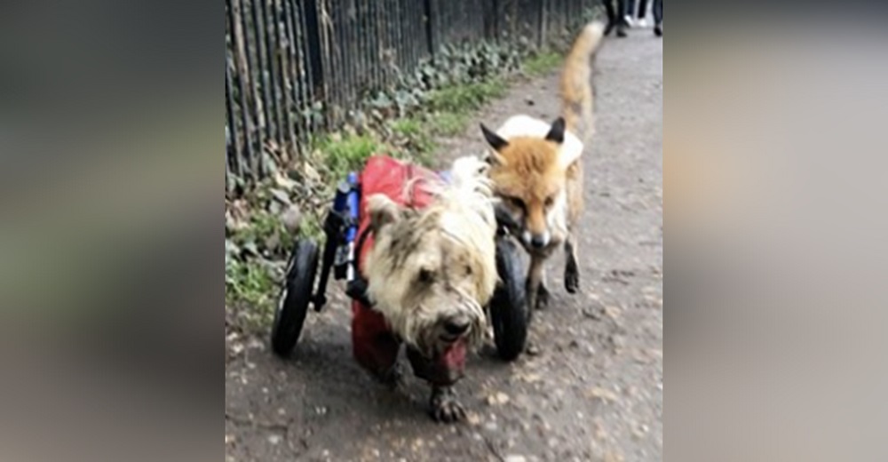 Graban a un perrito en silla de ruedas que adoptó a una zorrita ciega, se convirtió en sus ojos