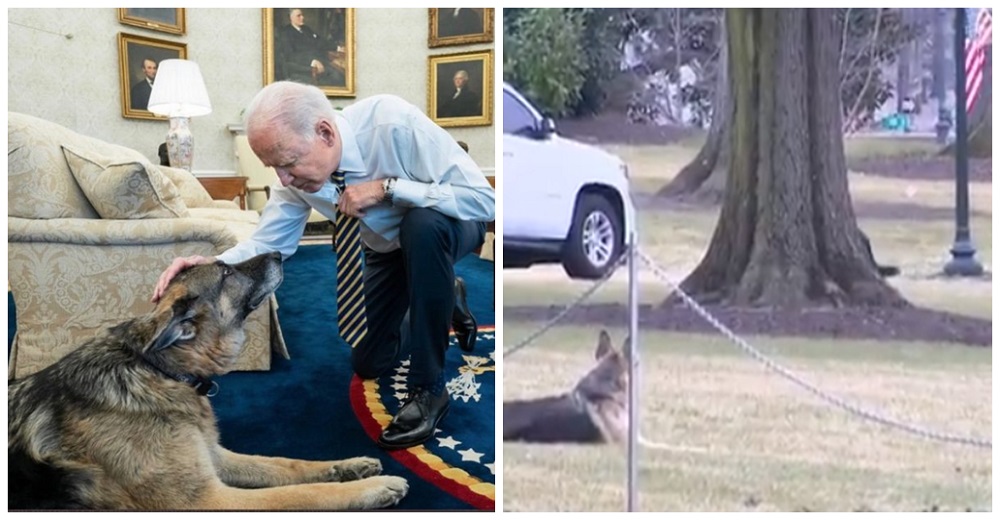 Perritos de Joe Biden son echados de la Casa Blanca tras morder a un miembro de seguridad Perritos de Joe Biden son echados de la Casa Blanca tras morder a un miembro de seguridad