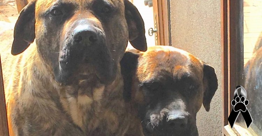 Una mujer denuncia el acto más cobarde de su vecino contra sus dos perros, uno discapacitado
