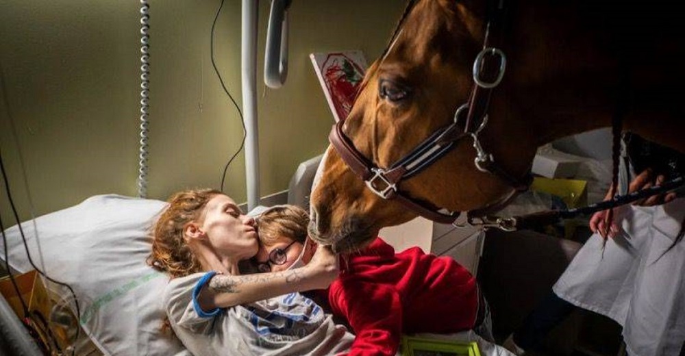 Captan a un caballo aliviando el dolor de una madre enferma terminal que se aferra a su hijo