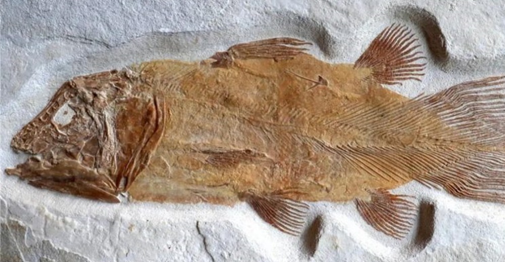 Científicos quedan atónitos con los fósiles de un pez gigante que vivió hace 66 millones de años